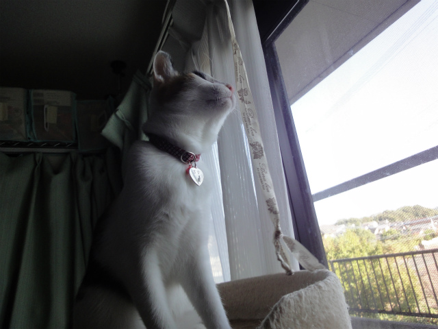 f:id:gosaku13:20121101104558j:image