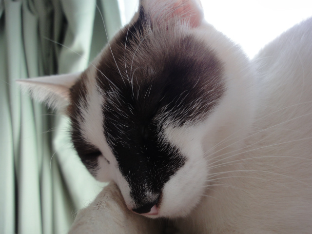 f:id:gosaku13:20130208185440j:image