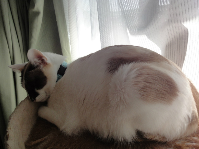 f:id:gosaku13:20130208185443j:image