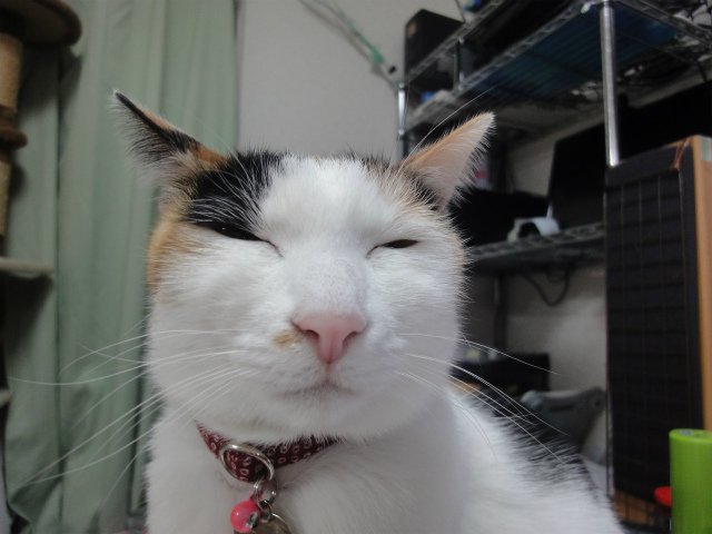 f:id:gosaku13:20130221195814j:image