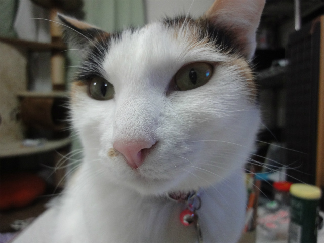 f:id:gosaku13:20130221195816j:image