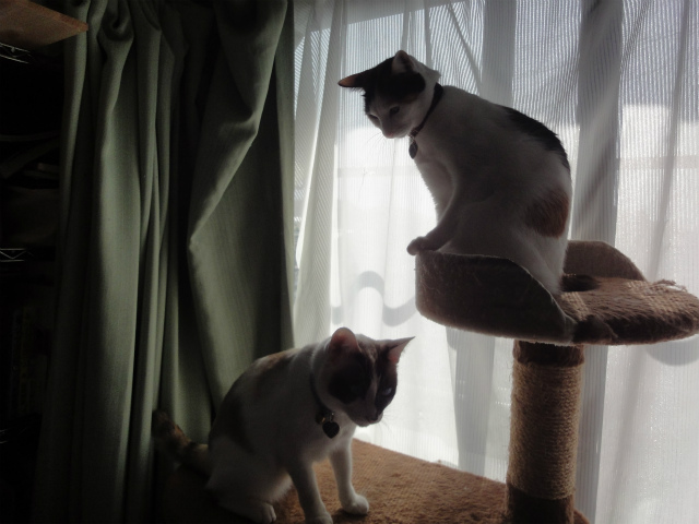 f:id:gosaku13:20130224183245j:image