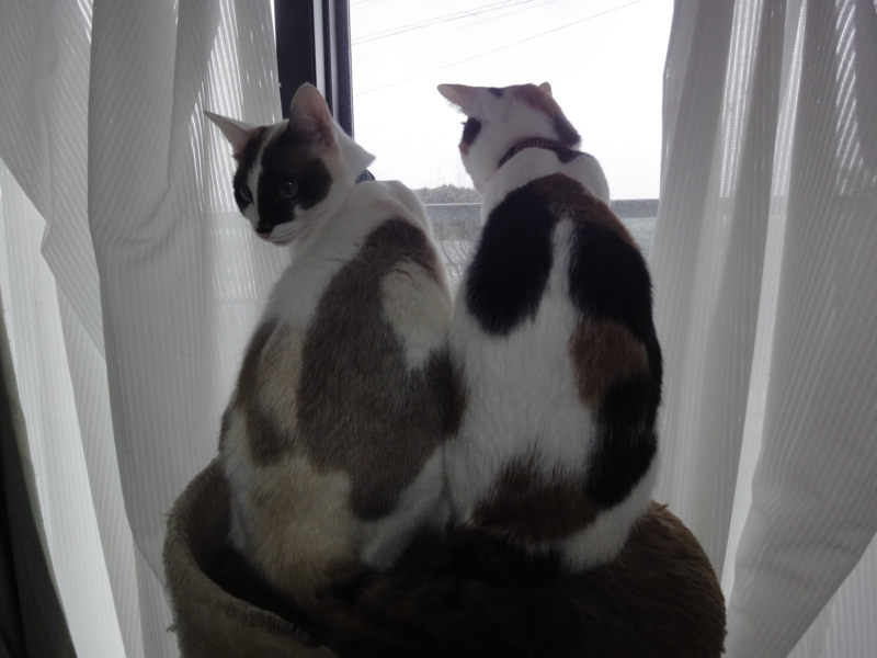 f:id:gosaku13:20130301165447j:image