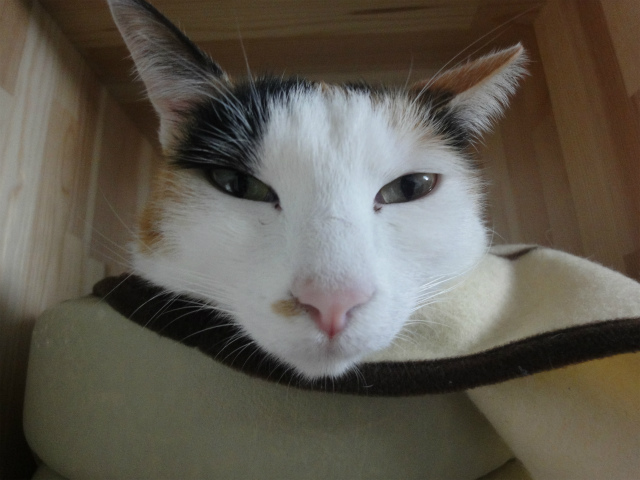 f:id:gosaku13:20130303212027j:image