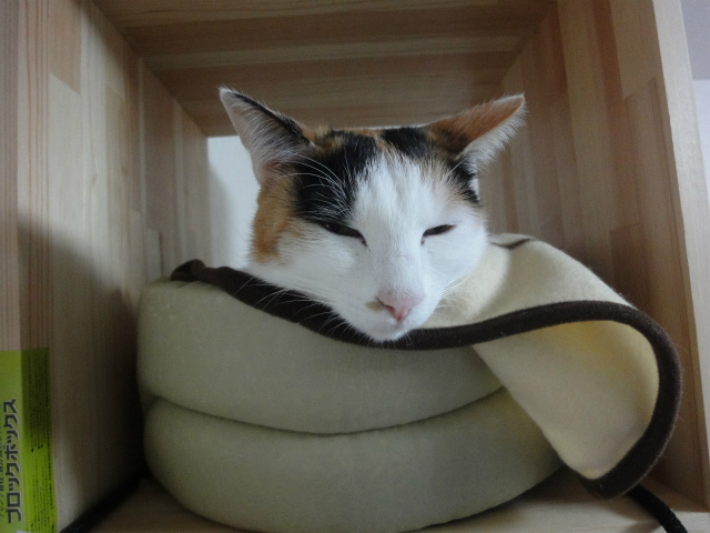 f:id:gosaku13:20130303212028j:image