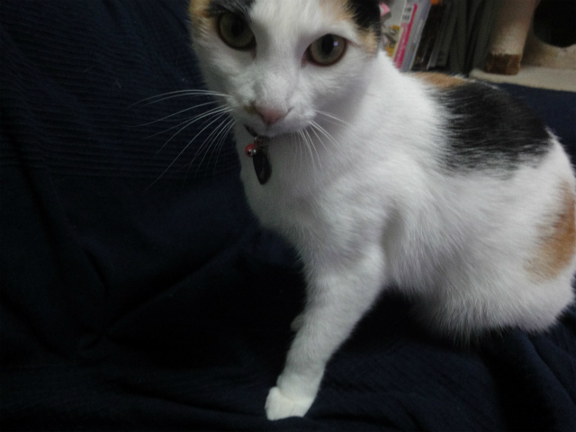 f:id:gosaku13:20130304221409j:image