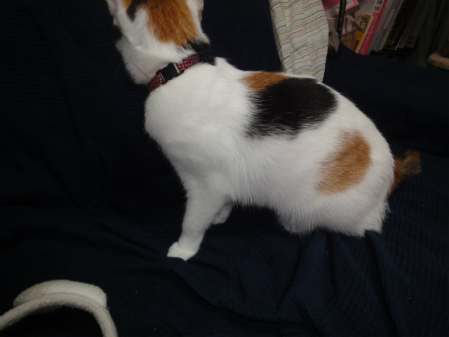 f:id:gosaku13:20130304221410j:image