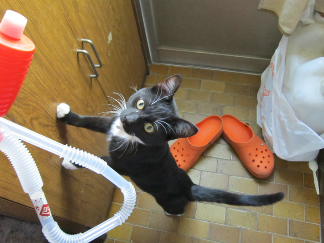 f:id:gosaku13:20130311204339j:image