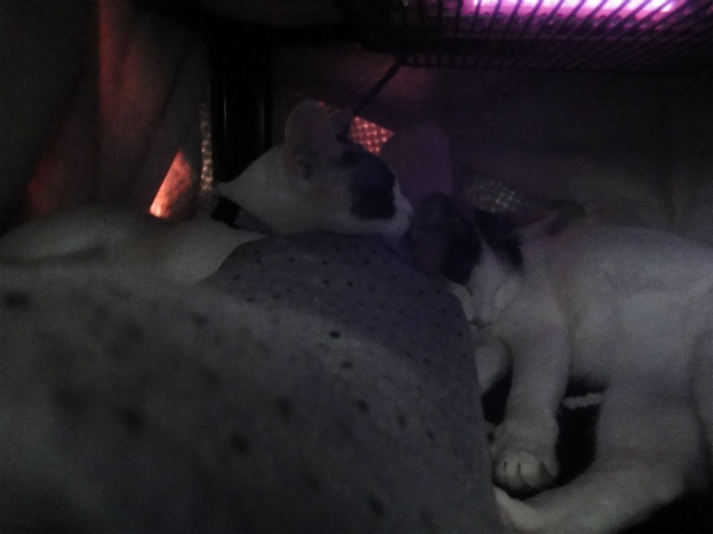 f:id:gosaku13:20130313173209j:image