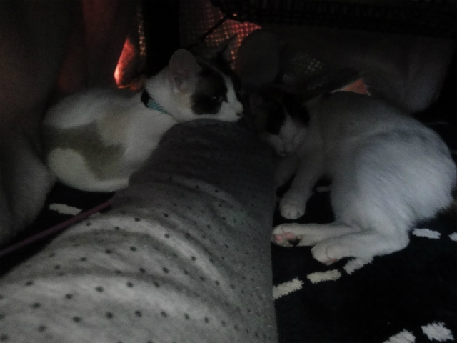 f:id:gosaku13:20130313173210j:image