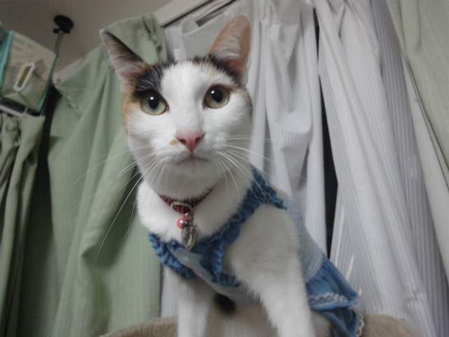 f:id:gosaku13:20130314161009j:image