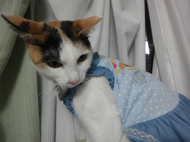 f:id:gosaku13:20130314161017j:image