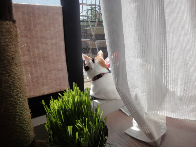 f:id:gosaku13:20130319091948j:image