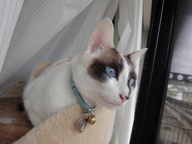 f:id:gosaku13:20130325142633j:image