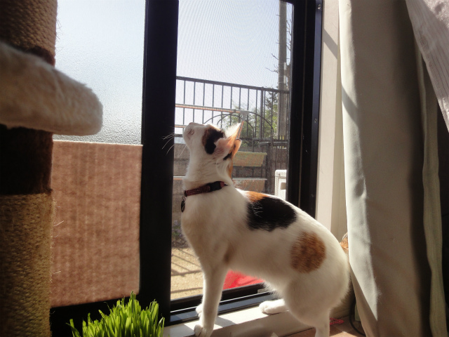 f:id:gosaku13:20130329114714j:image