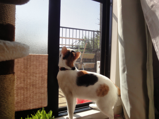 f:id:gosaku13:20130329114716j:image