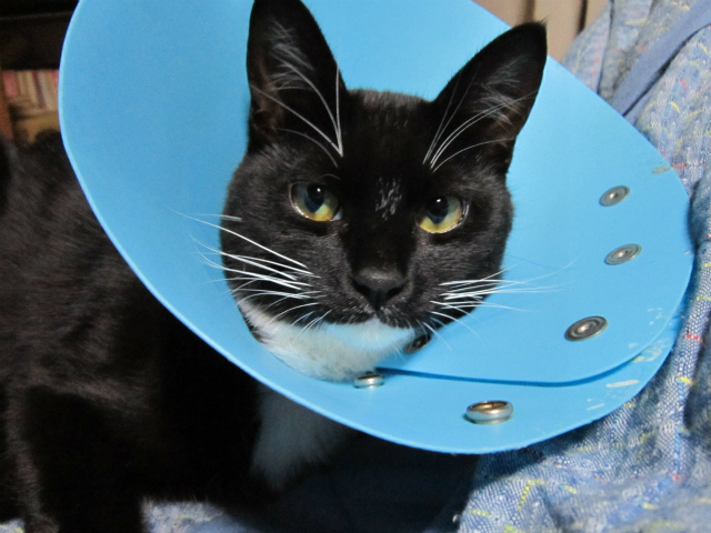 f:id:gosaku13:20130330121805j:image