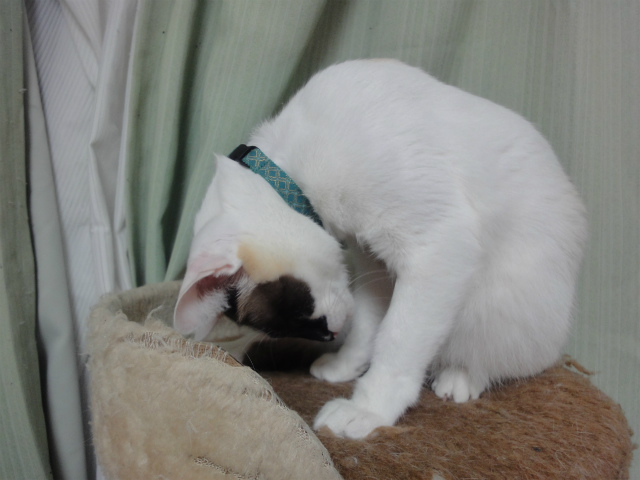 f:id:gosaku13:20130403100331j:image