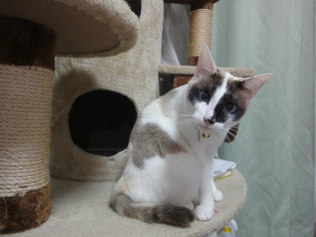 f:id:gosaku13:20130405141035j:image