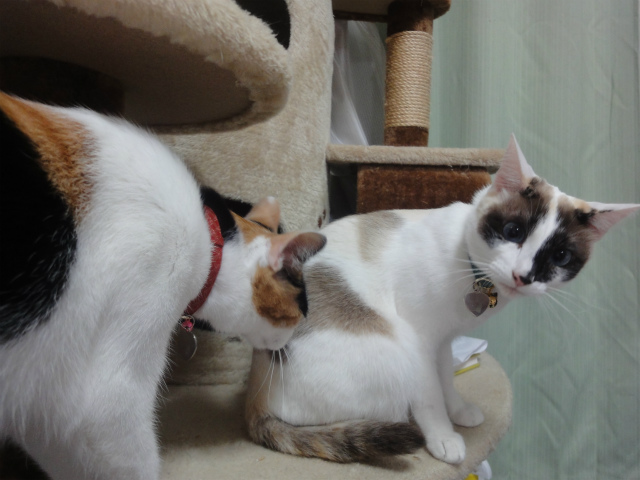 f:id:gosaku13:20130405141037j:image