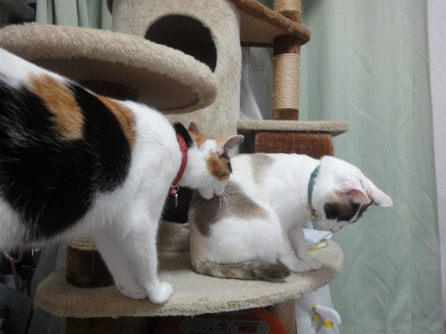 f:id:gosaku13:20130405141038j:image