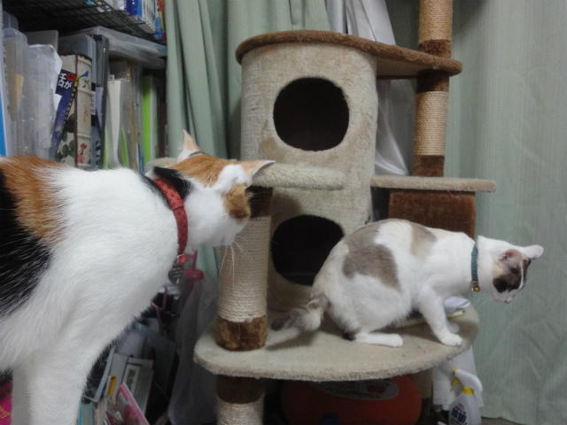 f:id:gosaku13:20130405141039j:image