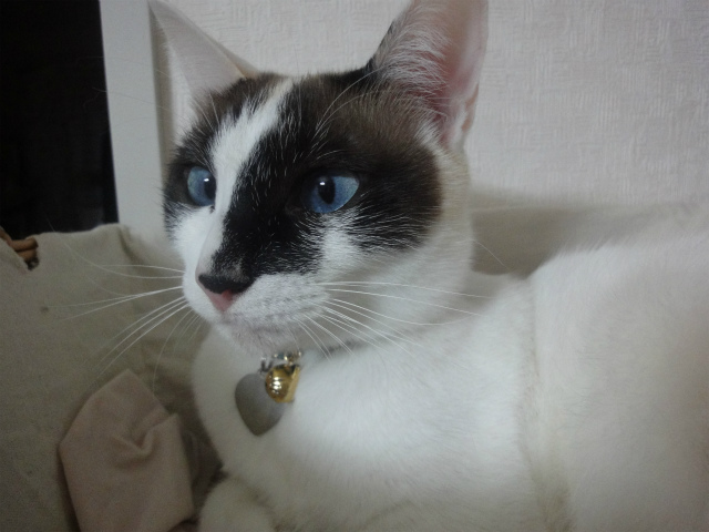 f:id:gosaku13:20130407200735j:image