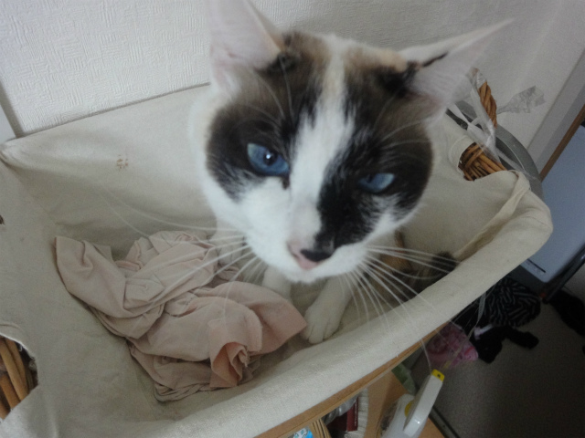 f:id:gosaku13:20130407200737j:image