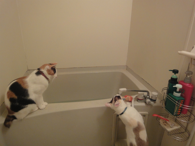 f:id:gosaku13:20130410125117j:image