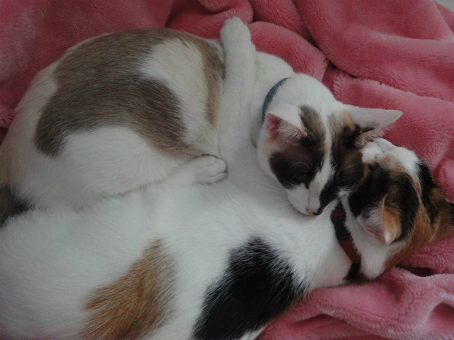 f:id:gosaku13:20130411115150j:image