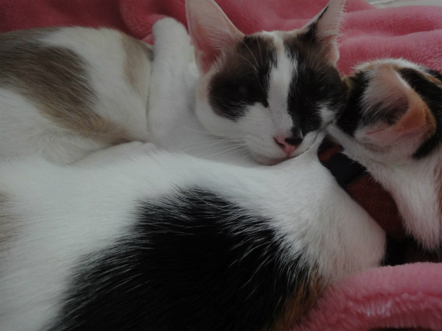 f:id:gosaku13:20130411115151j:image