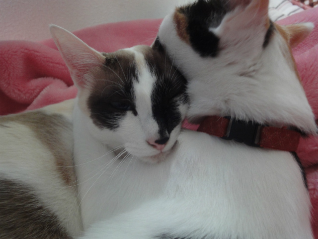 f:id:gosaku13:20130411115152j:image