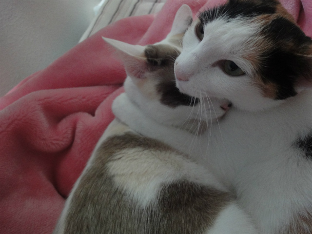 f:id:gosaku13:20130411115154j:image