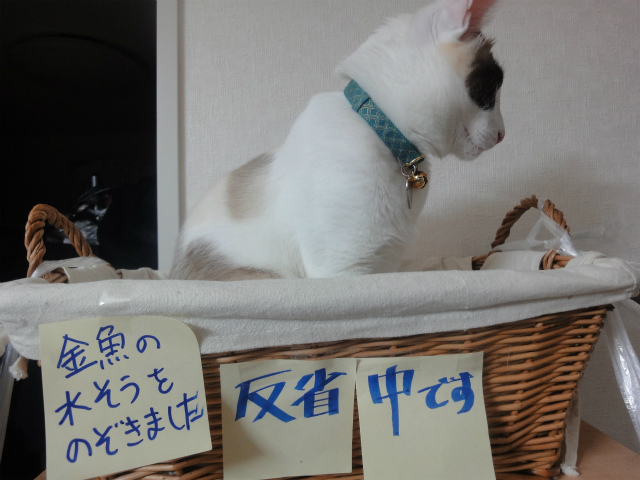 f:id:gosaku13:20130411115540j:image