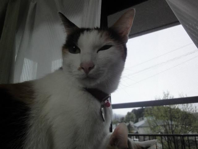 f:id:gosaku13:20130413154641j:image