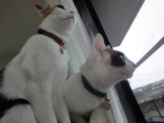 f:id:gosaku13:20130413154643j:image