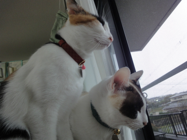 f:id:gosaku13:20130413154644j:image