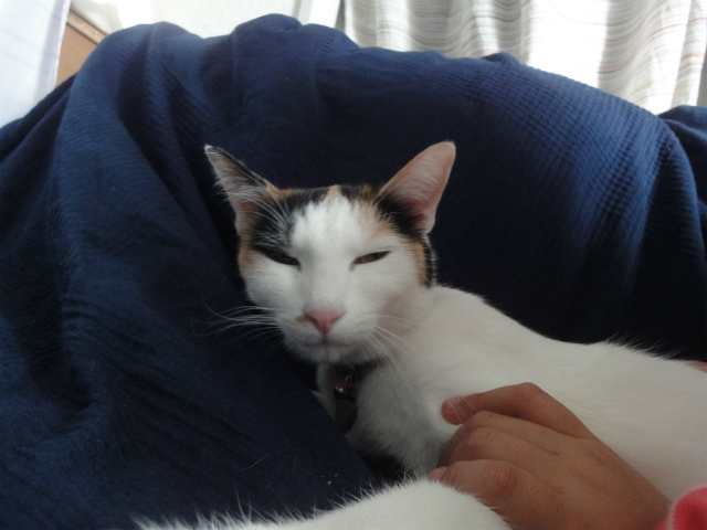 f:id:gosaku13:20130415140810j:image