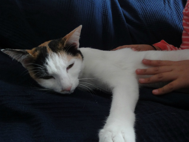 f:id:gosaku13:20130415140811j:image