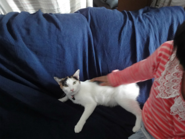 f:id:gosaku13:20130415140813j:image