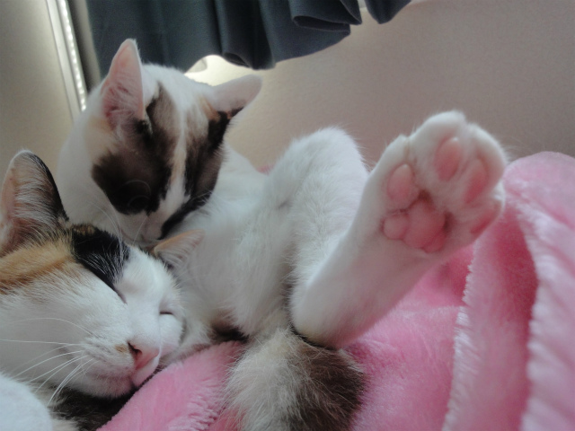 f:id:gosaku13:20130424175440j:image