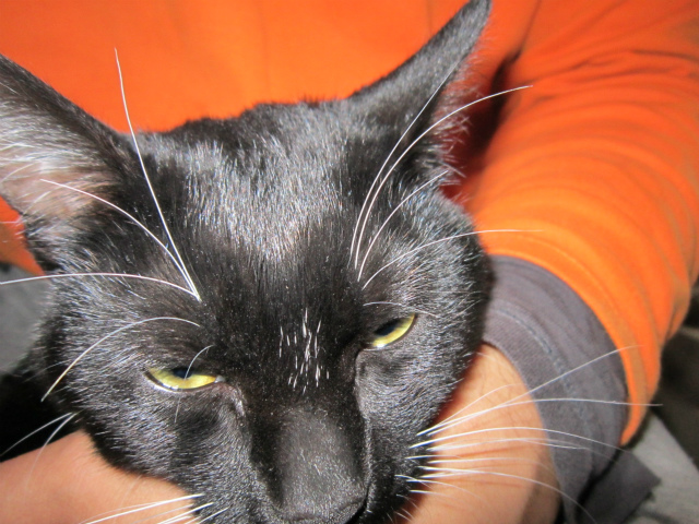 f:id:gosaku13:20130426105148j:image