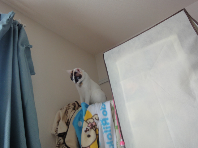 f:id:gosaku13:20130427101822j:image