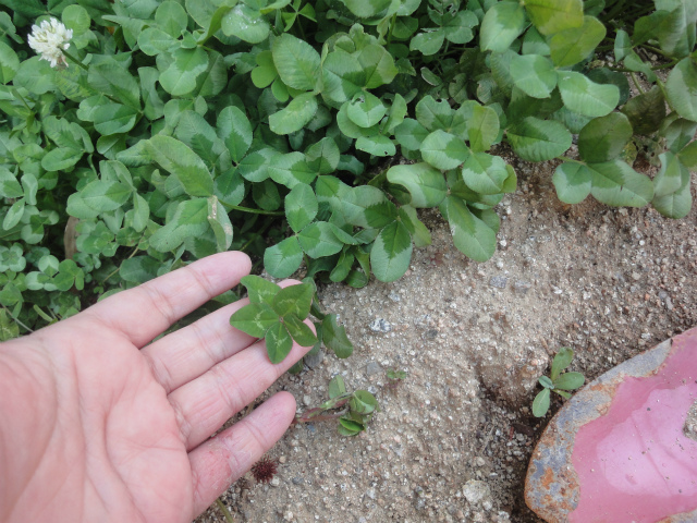 f:id:gosaku13:20130427102155j:image