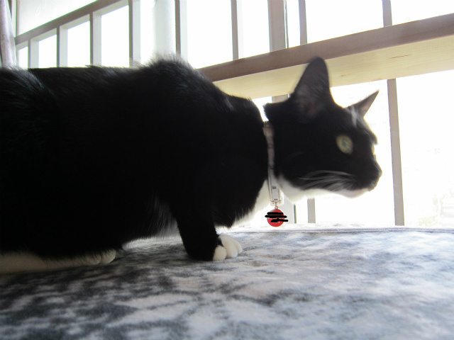 f:id:gosaku13:20130602102601j:image