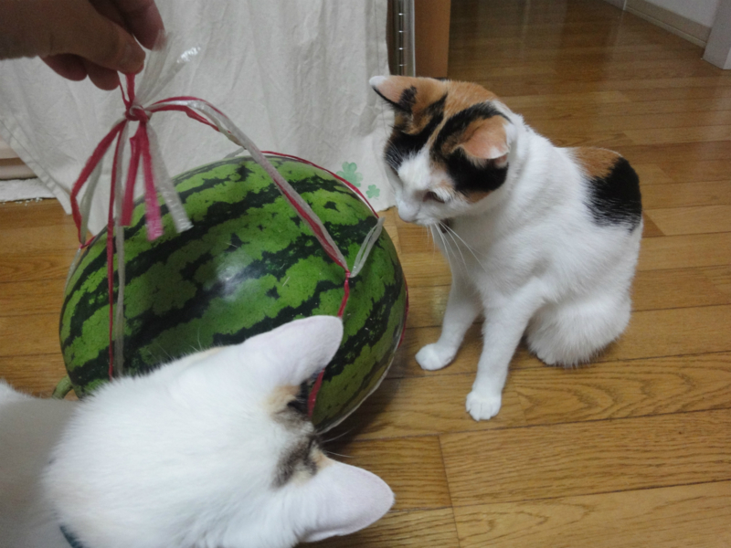 f:id:gosaku13:20130615140805j:image