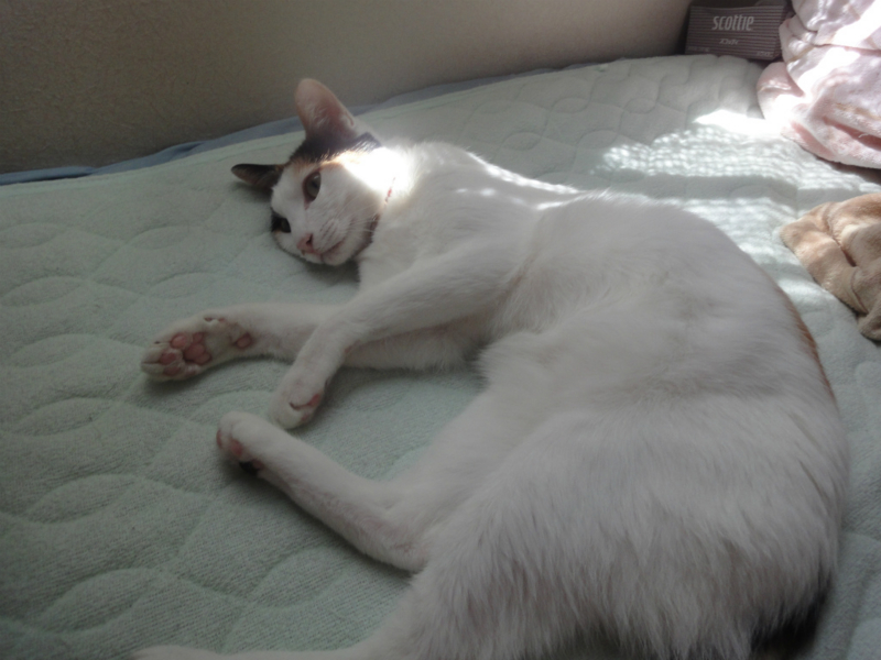 f:id:gosaku13:20130801092933j:image