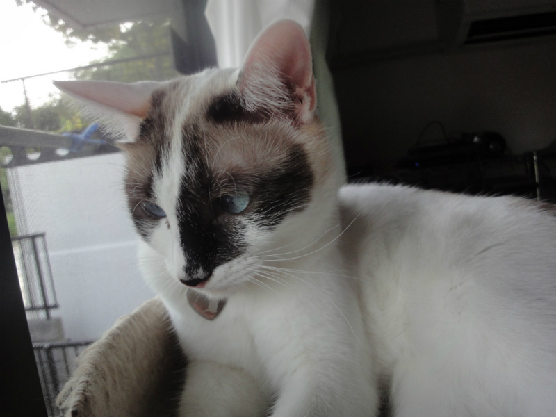 f:id:gosaku13:20130801092935j:image