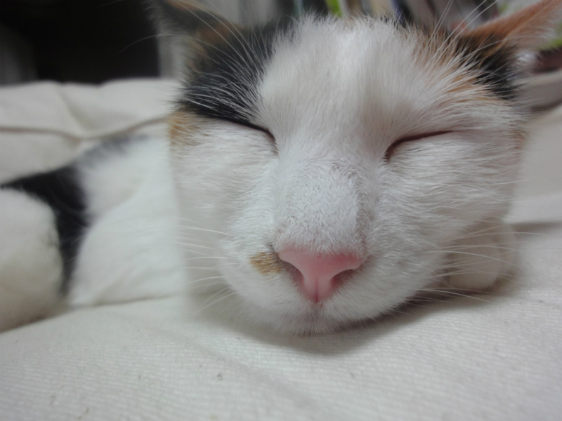 f:id:gosaku13:20130806122358j:image