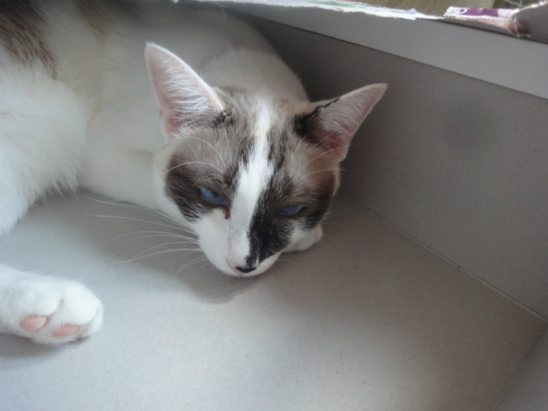 f:id:gosaku13:20130812093905j:image